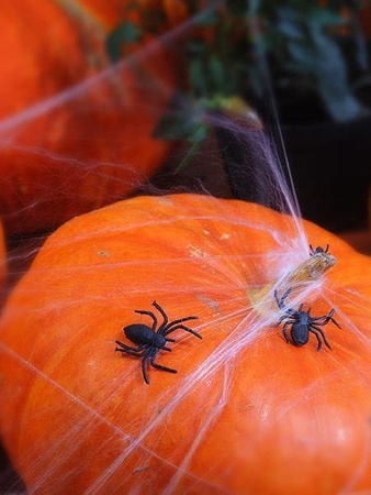 Plastikspinnen, Schwarz, 10 Stück