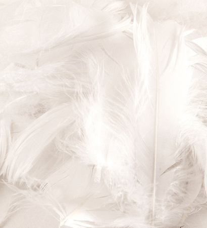 Decorative feathers in a box - white