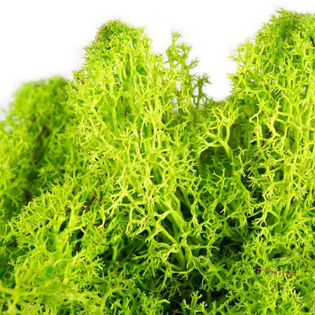 Moss chrobotek green 30g